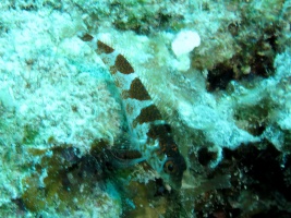 35 Saddled Blenny IMG 3724